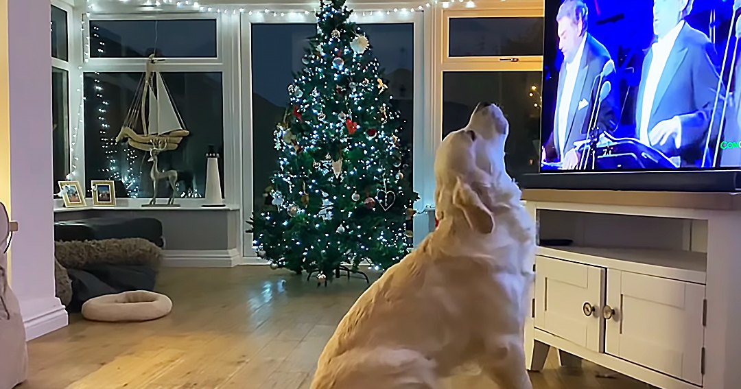 A golden retriever in a living room decorated for Christmas, evening light through windows.