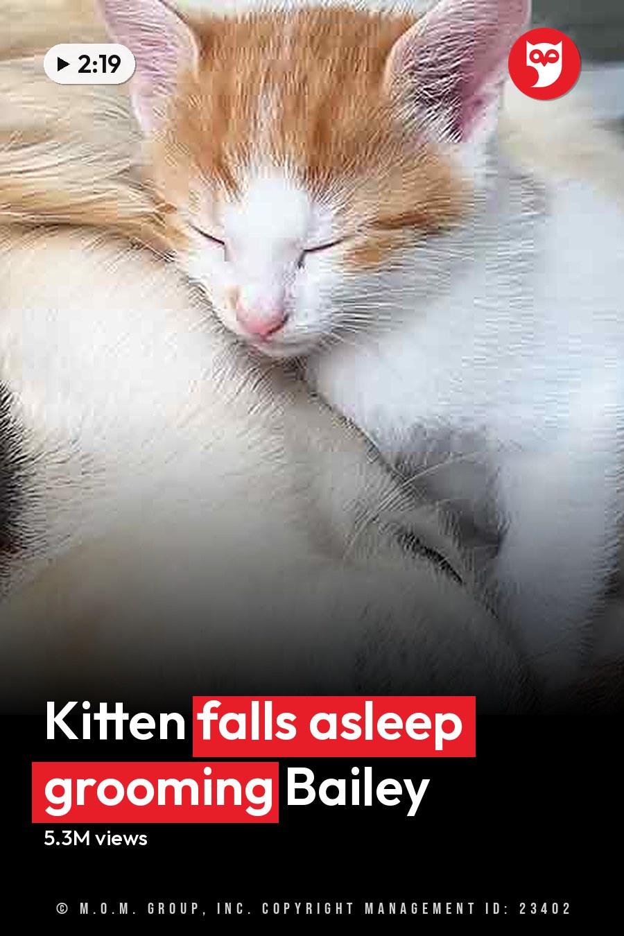 A golden retriever with white markings and a tabby kitten rest together in an indoor living space, surrounded by light brown and orange fur hues. The headline runs in white letters across the lower third.