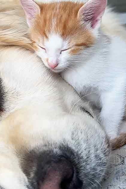 A golden retriever with white markings and a tabby kitten rest together in an indoor living space, surrounded by light brown and orange fur hues.