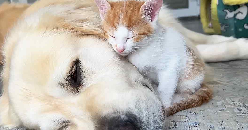 A golden retriever with white markings and a tabby kitten rest together in an indoor living space, surrounded by light brown and orange fur hues.