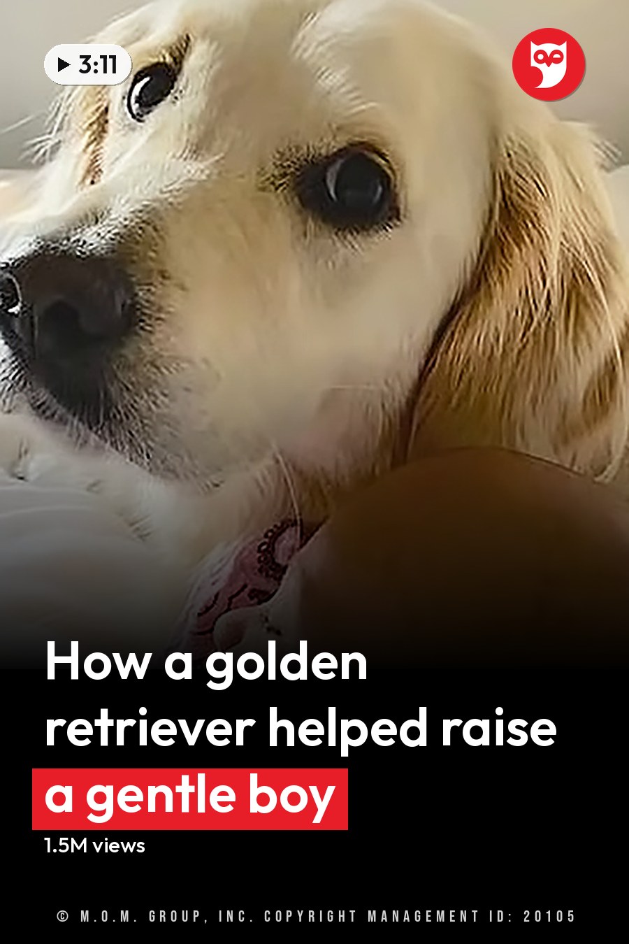 A baby in a white onesie lies on a light golden-furred adult Golden Retriever dog in a bedroom with natural daylight streaming through an unseen window. The headline runs in white letters across the lower third.