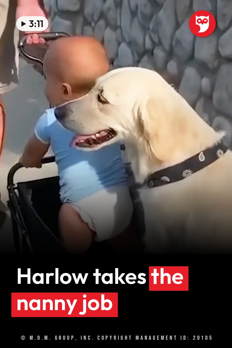 A baby in a stroller leans toward Harlow, who has her mouth open; both face the same direction. A headline runs in white letters across the lower third.