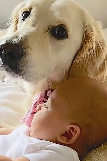 A baby in a white onesie lies on a light golden-furred adult Golden Retriever dog in a bedroom with natural daylight streaming through an unseen window.