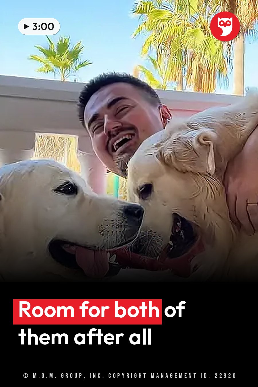 A laughing man holds two wet dogs with their tongues out under palm trees. A headline runs in white letters across the lower third.