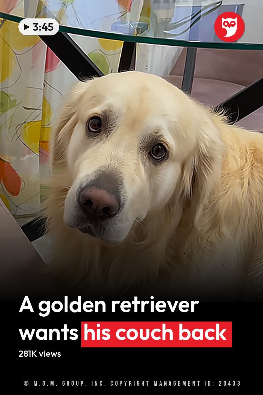 A golden retriever dog with a light golden coat lies calmly on a cozy living room floor, surrounded by vibrant floral decor and soft natural daylight. The headline runs in white letters across the lower third.