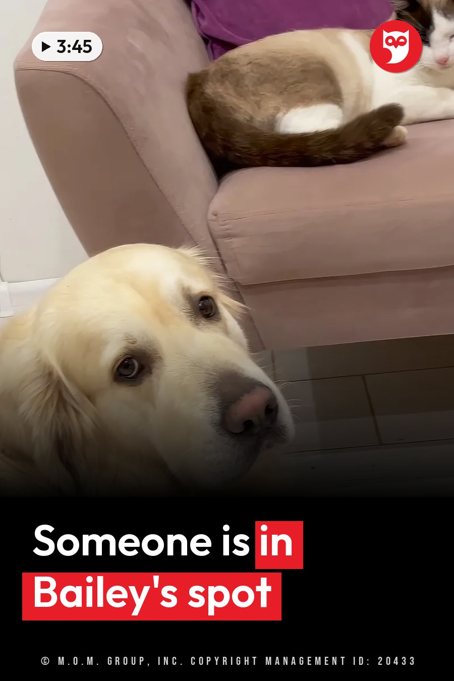 A golden retriever looks up while a cat sleeps curled on a pink couch nearby. A headline runs in white letters across the lower third.