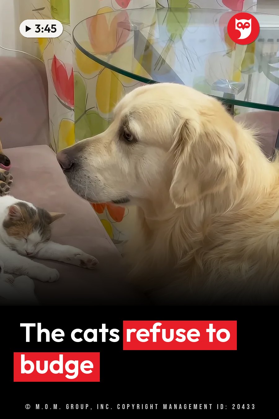 A golden retriever sits beside a sleeping calico cat on a couch, near a glass table and a floral curtain. A headline runs in white letters across the lower third.