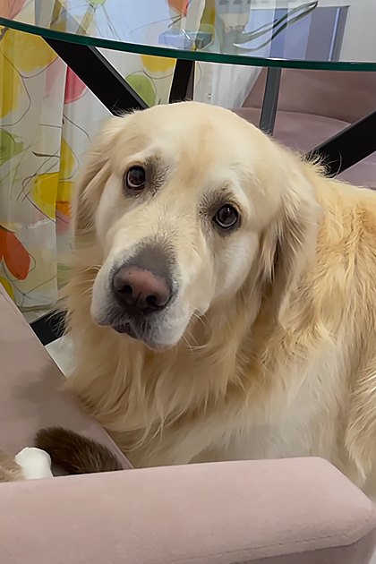 A golden retriever dog with a light golden coat lies calmly on a cozy living room floor, surrounded by vibrant floral decor and soft natural daylight.