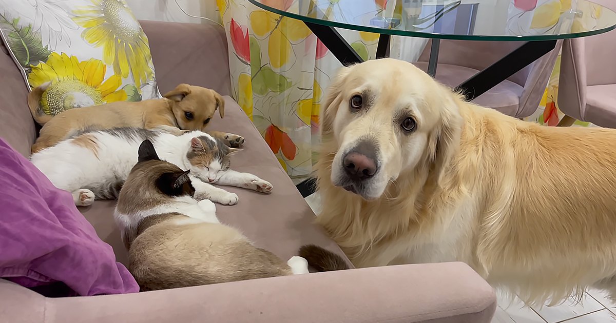 A golden retriever dog with a light golden coat lies calmly on a cozy living room floor, surrounded by vibrant floral decor and soft natural daylight.
