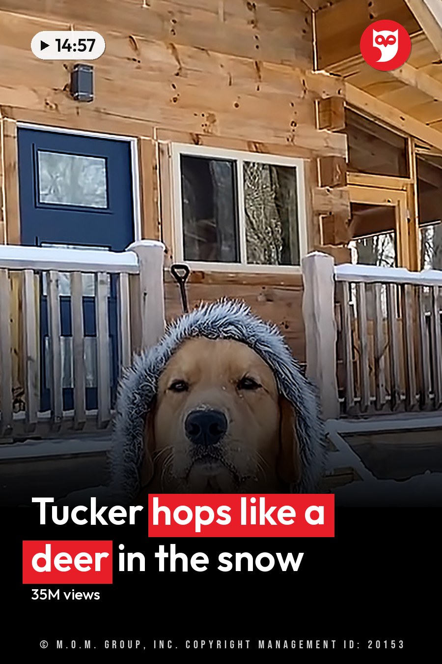 A golden retriever wearing a camouflage-patterned hooded garment in front of a snow-covered cabin with wooden railings, blue door, and windows. The headline runs in white letters across the lower third.