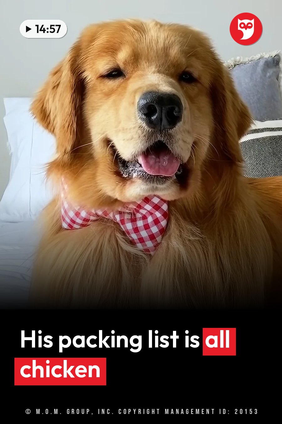 A golden retriever in a red and white checkered bow tie sits with his mouth open and tongue out. A headline runs in white letters across the lower third.