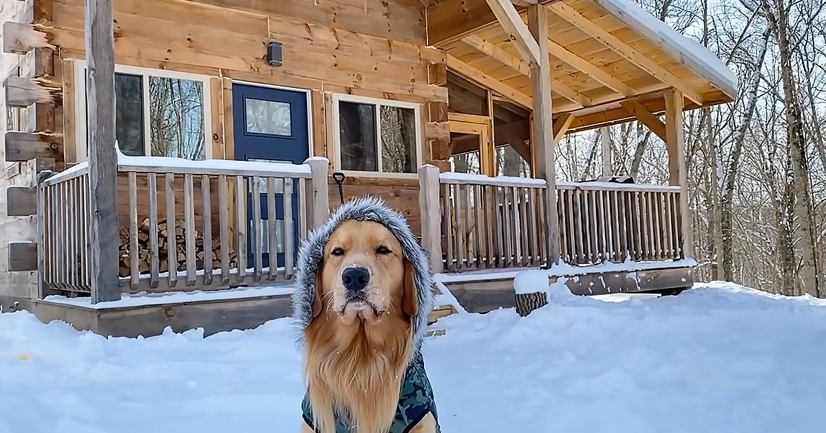 A golden retriever wearing a camouflage-patterned hooded garment in front of a snow-covered cabin with wooden railings, blue door, and windows.