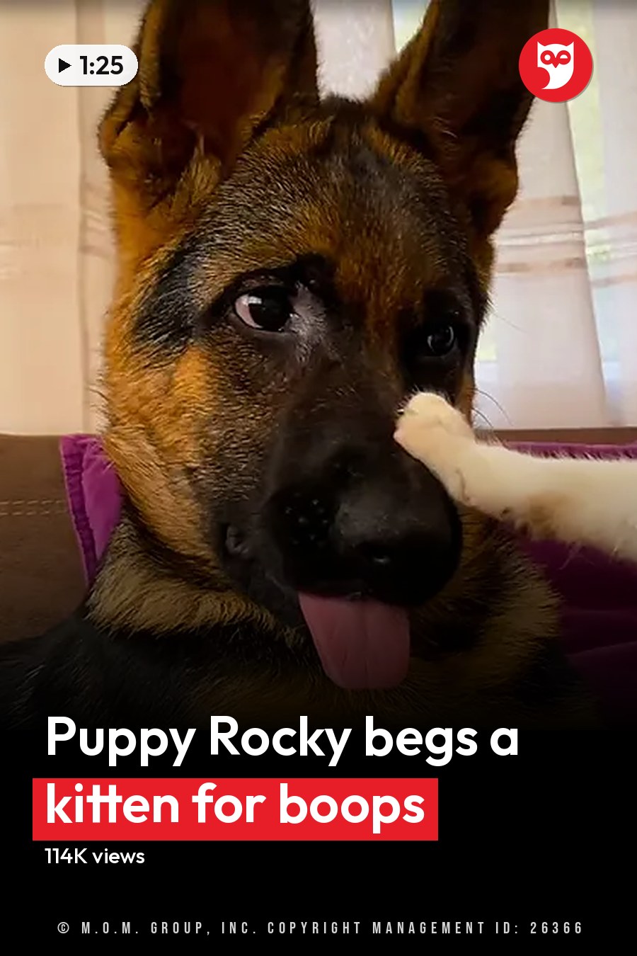 A German Shepherd puppy with black and tan fur sits indoors alongside a white cat with brown markings on its head and ears; purple cushions, curtains suggesting daylight in the background. The headline runs in white letters across the lower third.