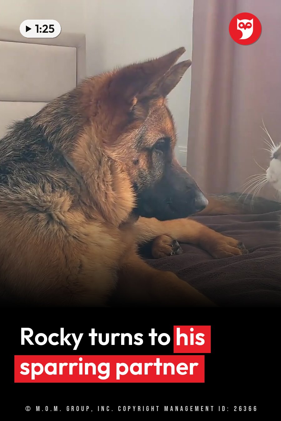 A German shepherd lies on a bed facing right, with a cat partly visible beside the dog. A headline runs in white letters across the lower third.
