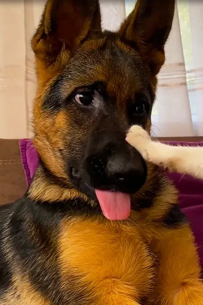 A German Shepherd puppy with black and tan fur sits indoors alongside a white cat with brown markings on its head and ears; purple cushions, curtains suggesting daylight in the background.