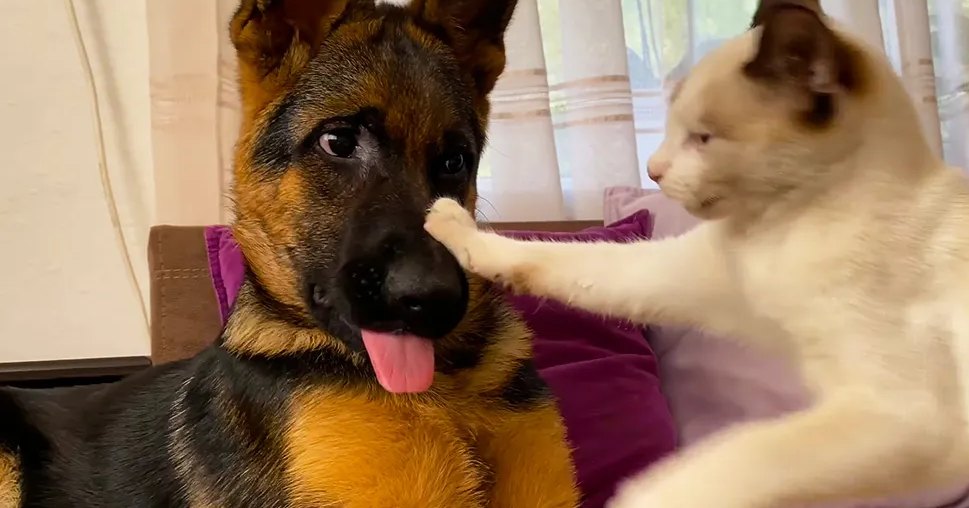 A German Shepherd puppy with black and tan fur sits indoors alongside a white cat with brown markings on its head and ears; purple cushions, curtains suggesting daylight in the background.