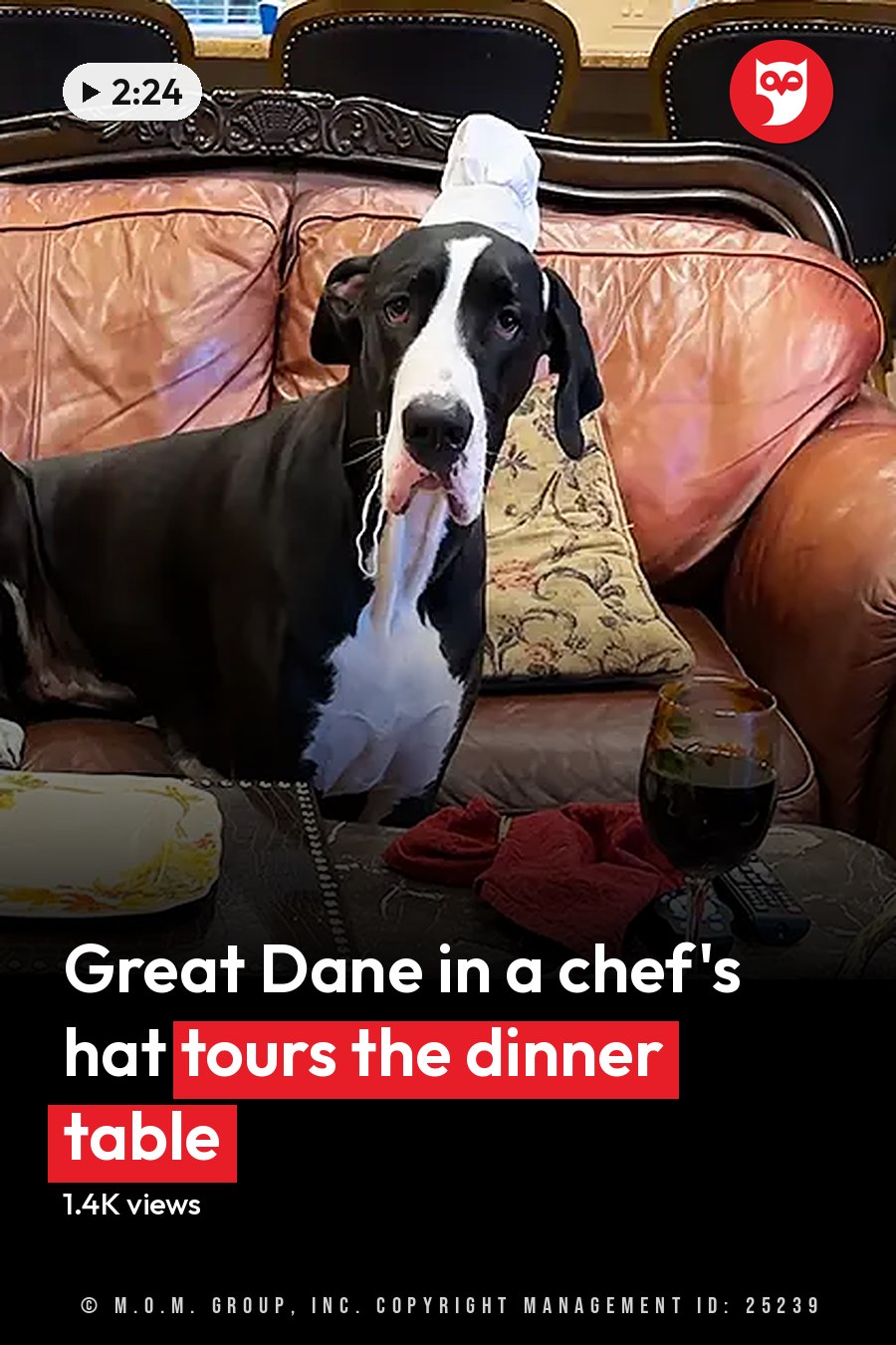 A black and white Great Dane or similar breed dog in a living room setting with ornate tables, plates of food, and a glass of red wine. The headline runs in white letters across the lower third.