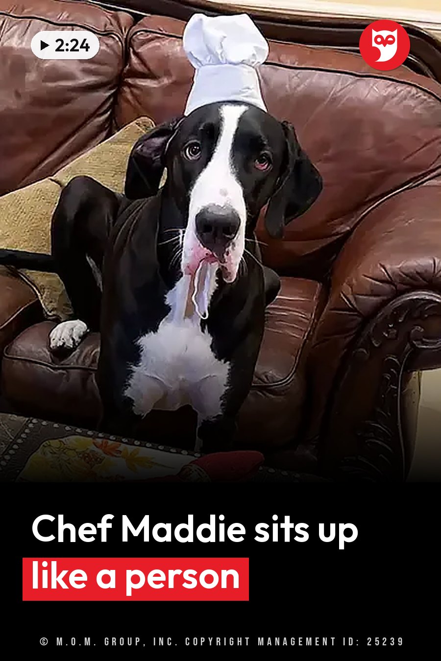 A black-and-white Great Dane in a chef's hat sits on a brown leather couch with her tongue out. A headline runs in white letters across the lower third.