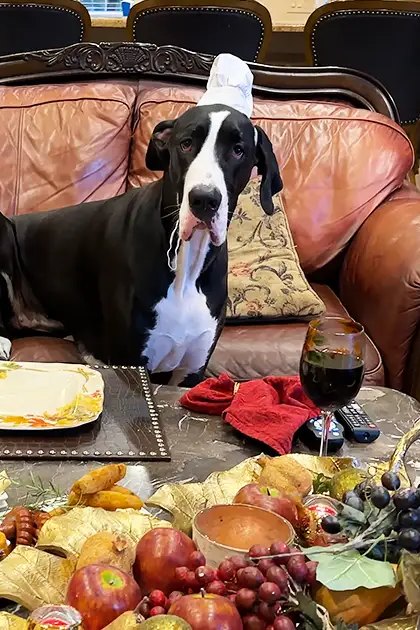 A black and white Great Dane or similar breed dog in a living room setting with ornate tables, plates of food, and a glass of red wine.