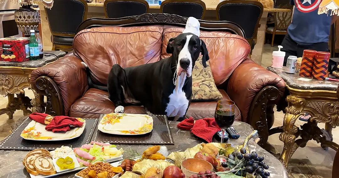 A black and white Great Dane or similar breed dog in a living room setting with ornate tables, plates of food, and a glass of red wine.