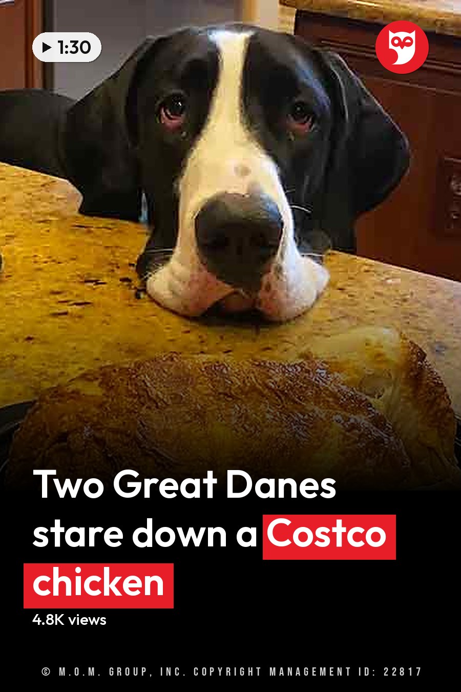 A Great Dane with black and white fur in a kitchen setting, surrounded by roasted poultry and kitchenware. The headline runs in white letters across the lower third.