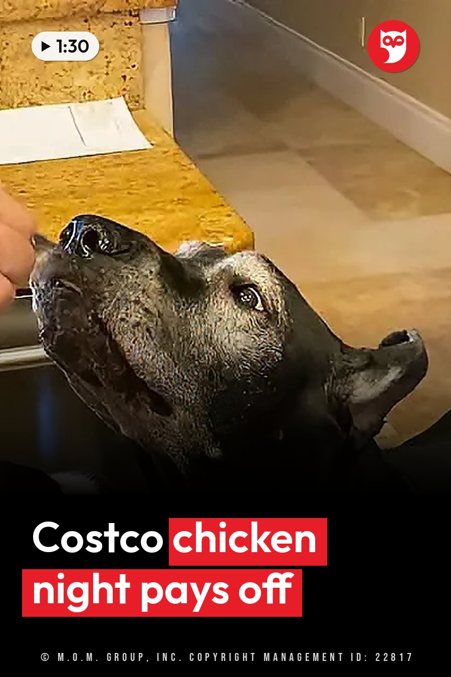 A dark-coated Great Dane looks up as a hand lowers a piece of chicken toward her in a kitchen. A headline runs in white letters across the lower third.