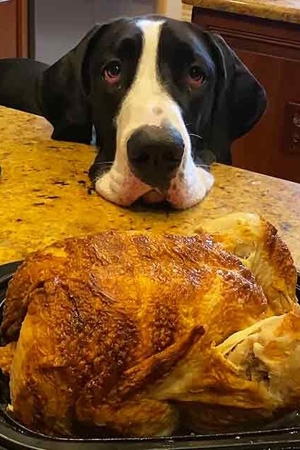 A Great Dane with black and white fur in a kitchen setting, surrounded by roasted poultry and kitchenware.
