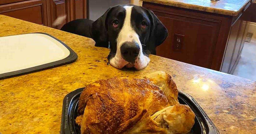 A Great Dane with black and white fur in a kitchen setting, surrounded by roasted poultry and kitchenware.