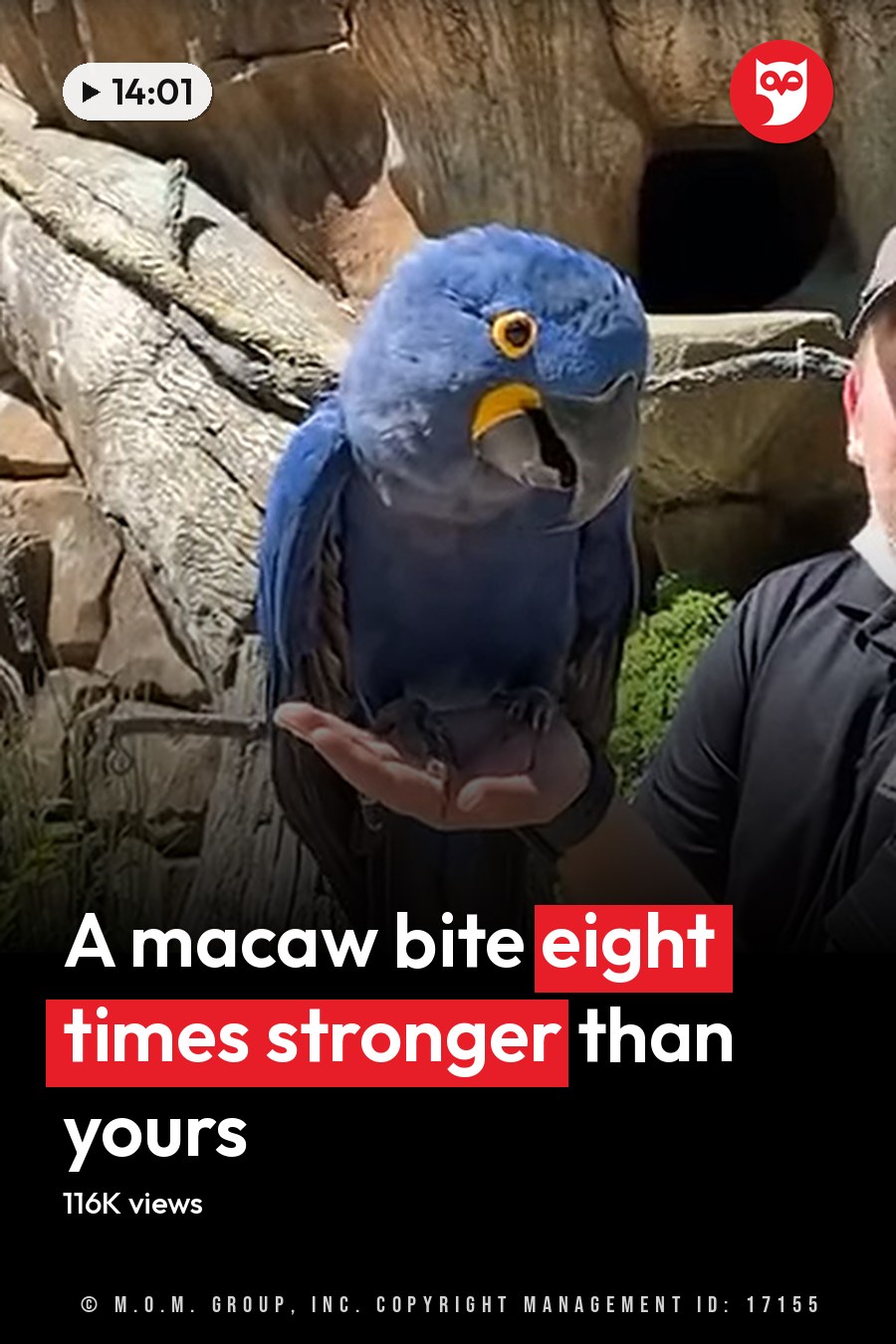 Adult male holding a large blue parrot, possibly an Hyacinth Macaw, in a zoo enclosure with lush greenery and bright sunlight. The headline runs in white letters across the lower third.