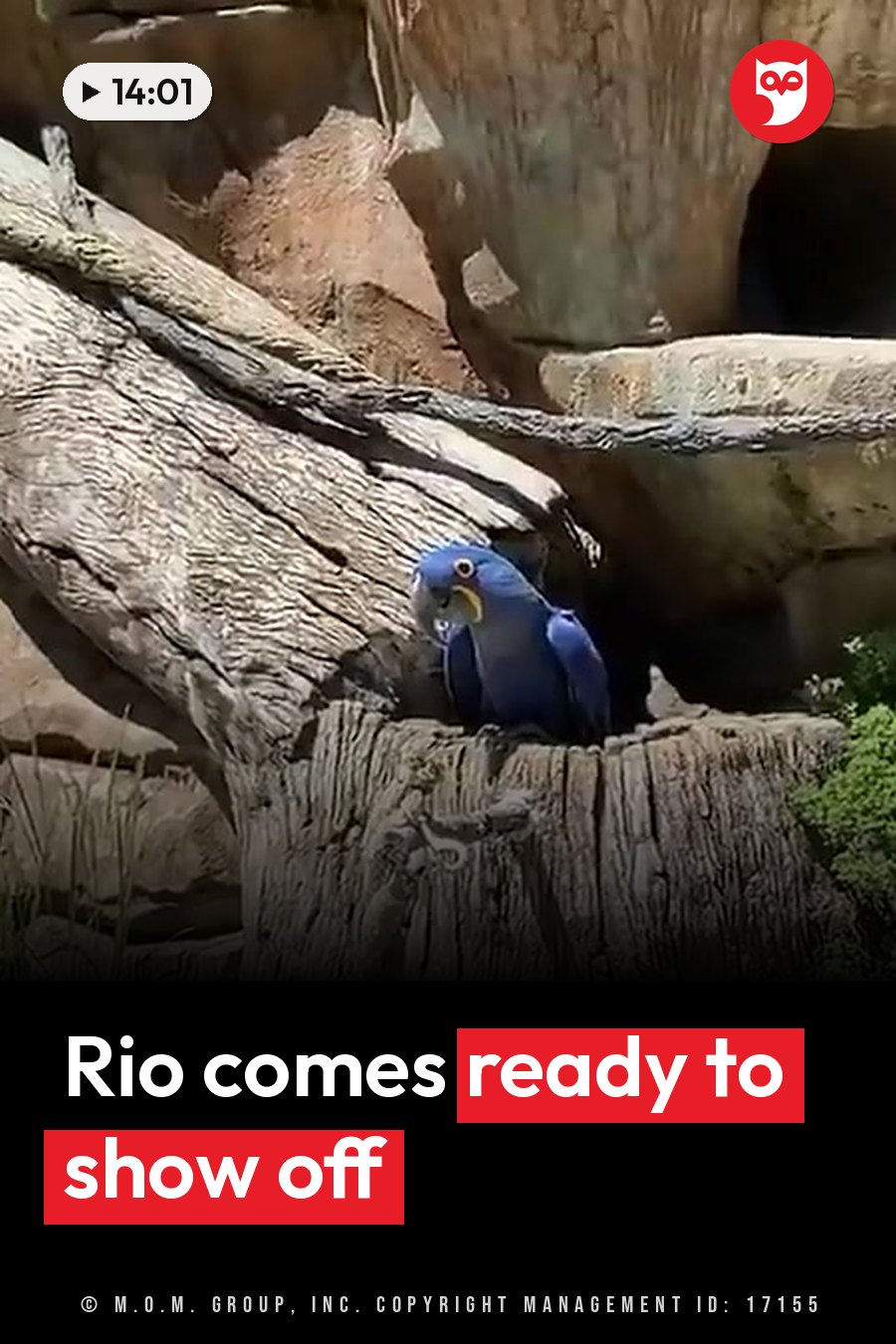 A blue parrot perches on a weathered log near rocks, holding something small in his beak. A headline runs in white letters across the lower third.