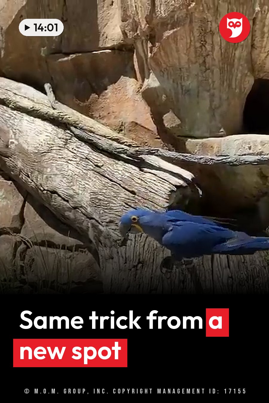 A blue parrot perches on a wooden log near rocks and dry grass in bright sunlight. A headline runs in white letters across the lower third.
