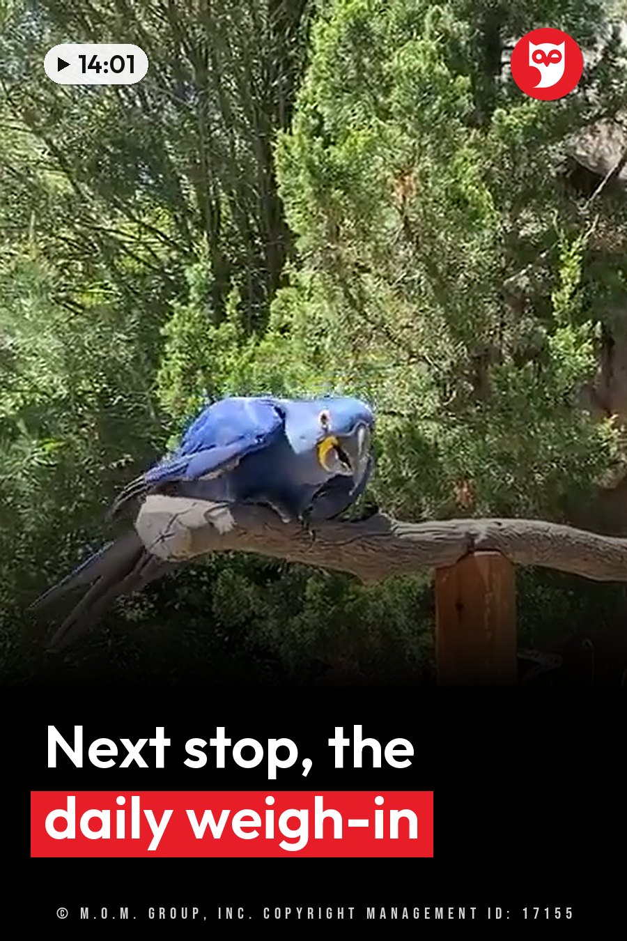 A blue parrot perches on a wooden branch with green trees behind it. A headline runs in white letters across the lower third.