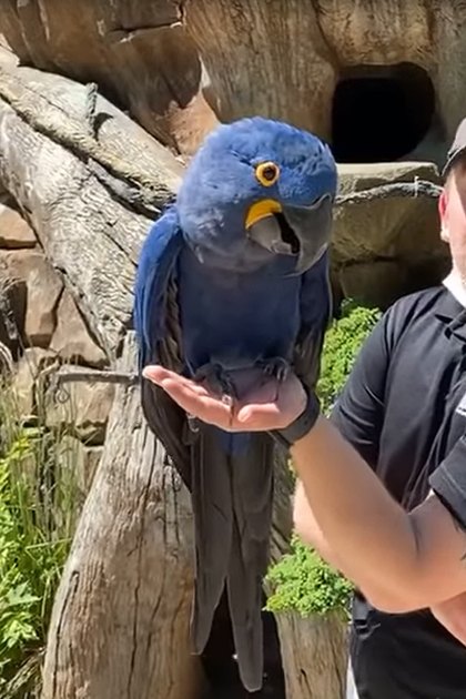 Adult male holding a large blue parrot, possibly an Hyacinth Macaw, in a zoo enclosure with lush greenery and bright sunlight.
