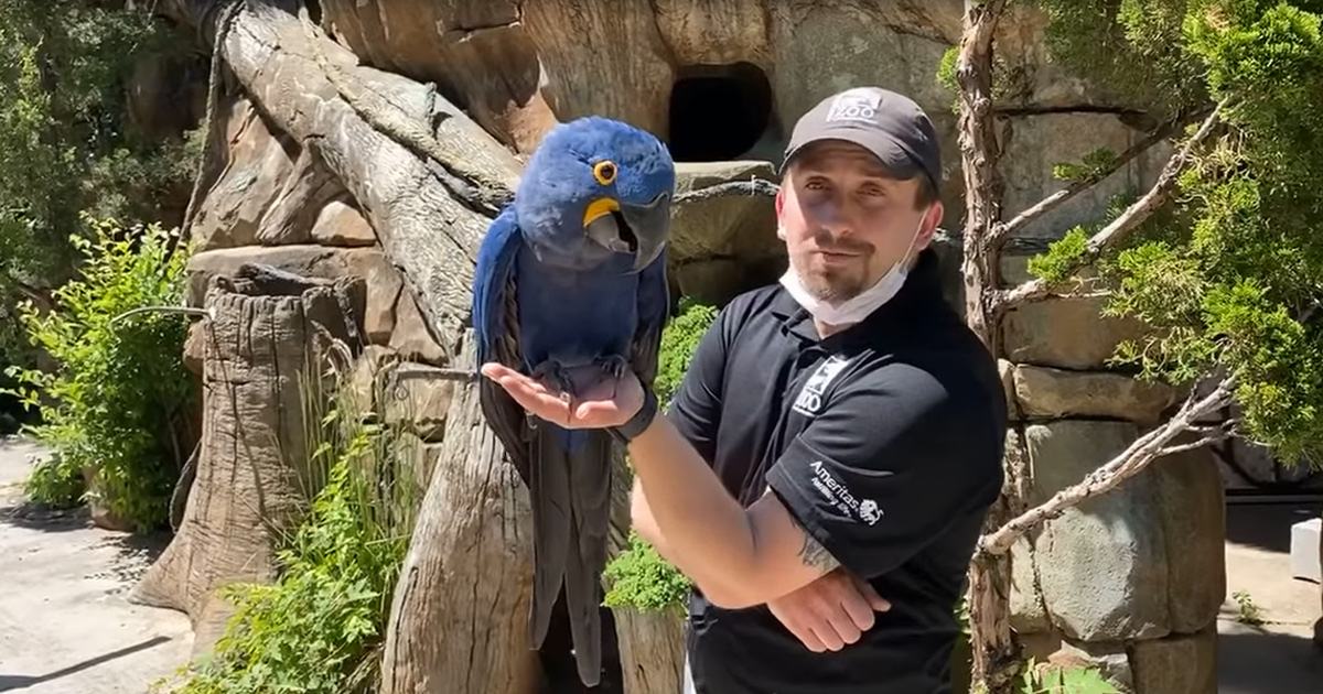 Adult male holding a large blue parrot, possibly an Hyacinth Macaw, in a zoo enclosure with lush greenery and bright sunlight.