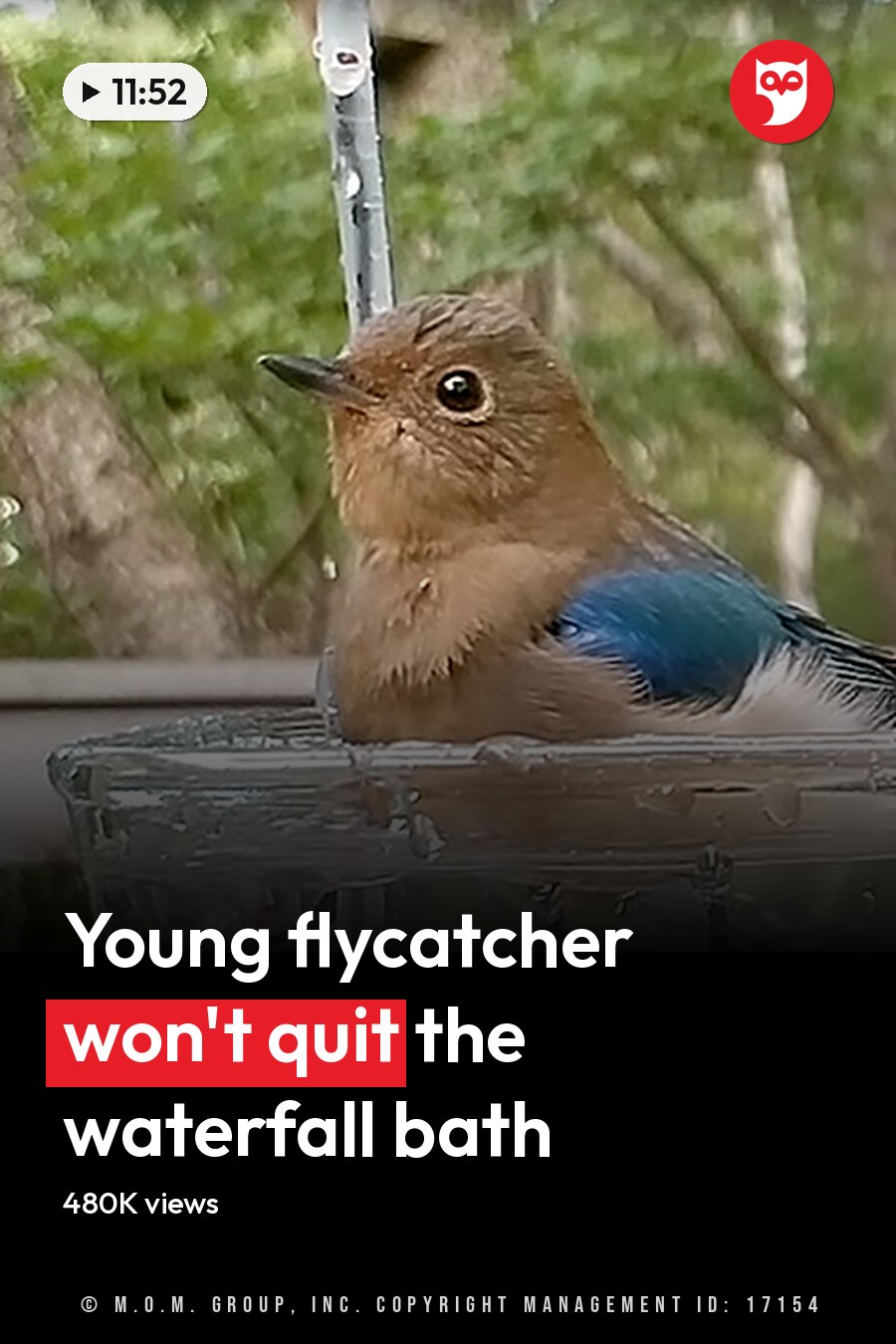 Eastern Bluebird perched near a clear glass birdbath on a wooden deck surrounded by lush greenery, likely spring or summer day. The headline runs in white letters across the lower third.