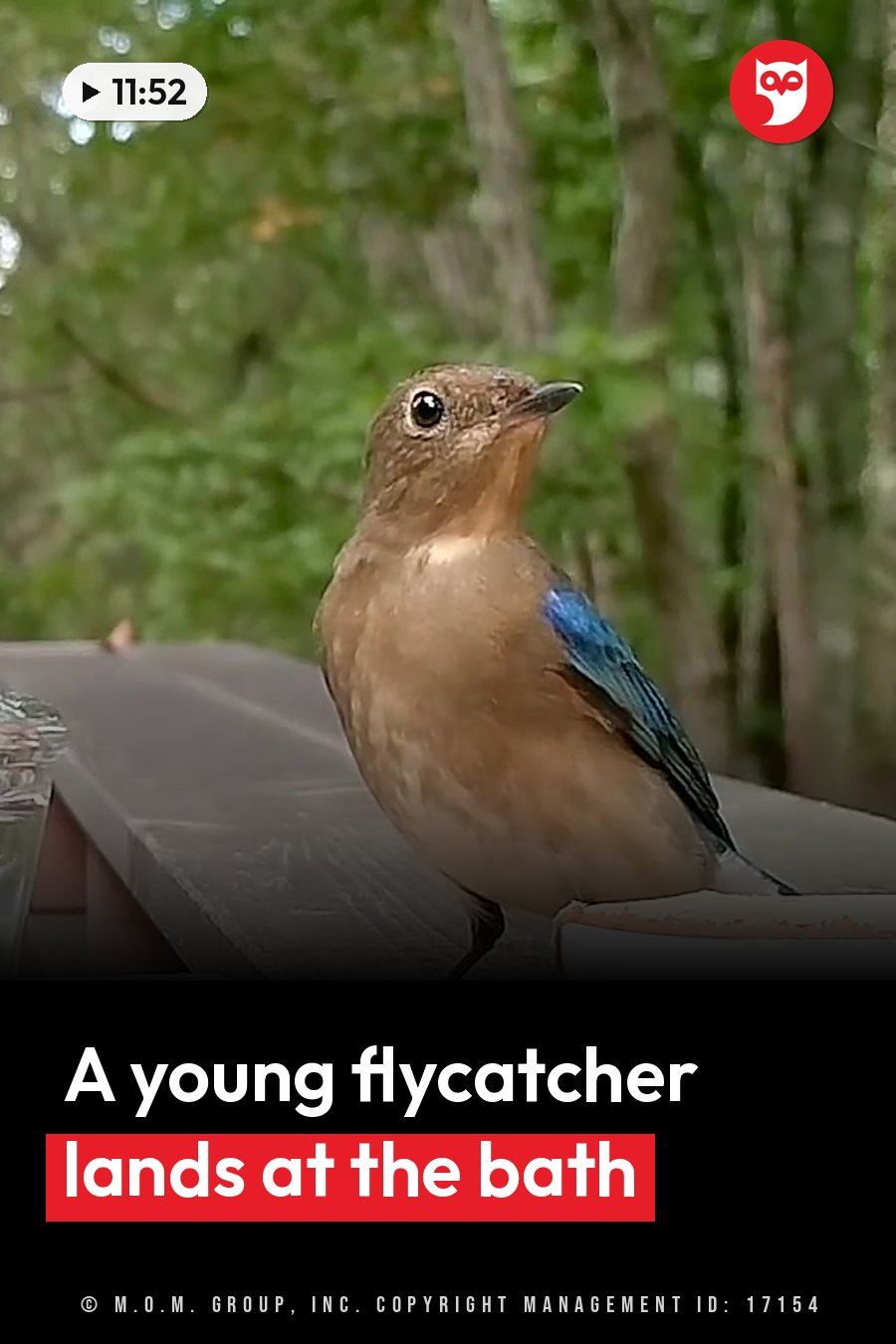 A small bird with a brown chest and blue wings perches on a wooden surface outdoors with trees behind it. A headline runs in white letters across the lower third.