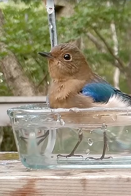 Eastern Bluebird perched near a clear glass birdbath on a wooden deck surrounded by lush greenery, likely spring or summer day.