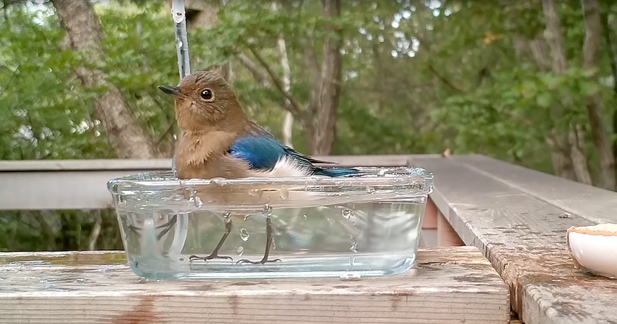 Eastern Bluebird perched near a clear glass birdbath on a wooden deck surrounded by lush greenery, likely spring or summer day.