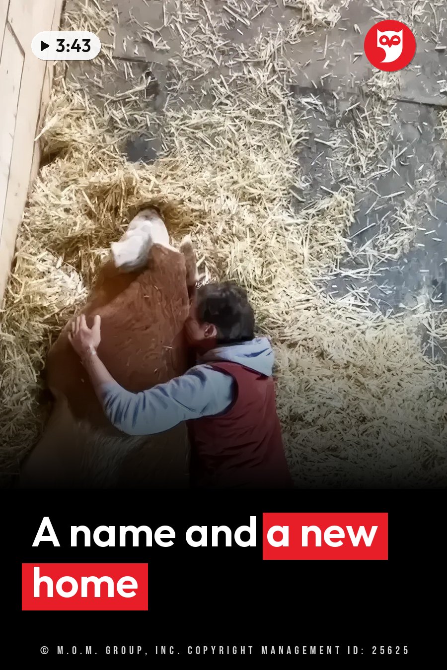 A person lies on straw-covered ground beside a large brown pig, touching its side with one hand. A headline runs in white letters across the lower third.
