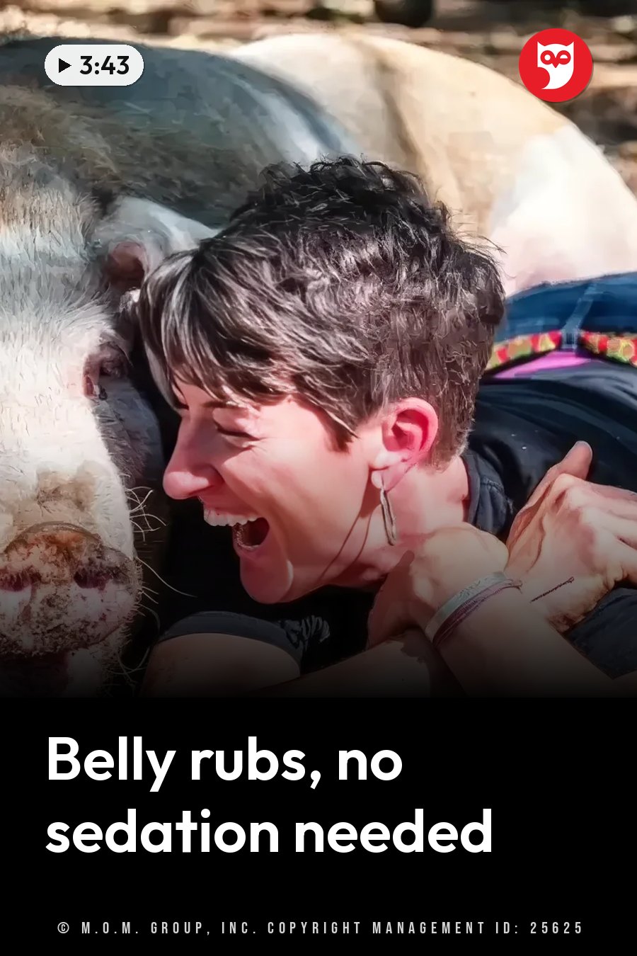 A person laughs while hugging a large pig that lies on its side outdoors. A headline runs in white letters across the lower third.