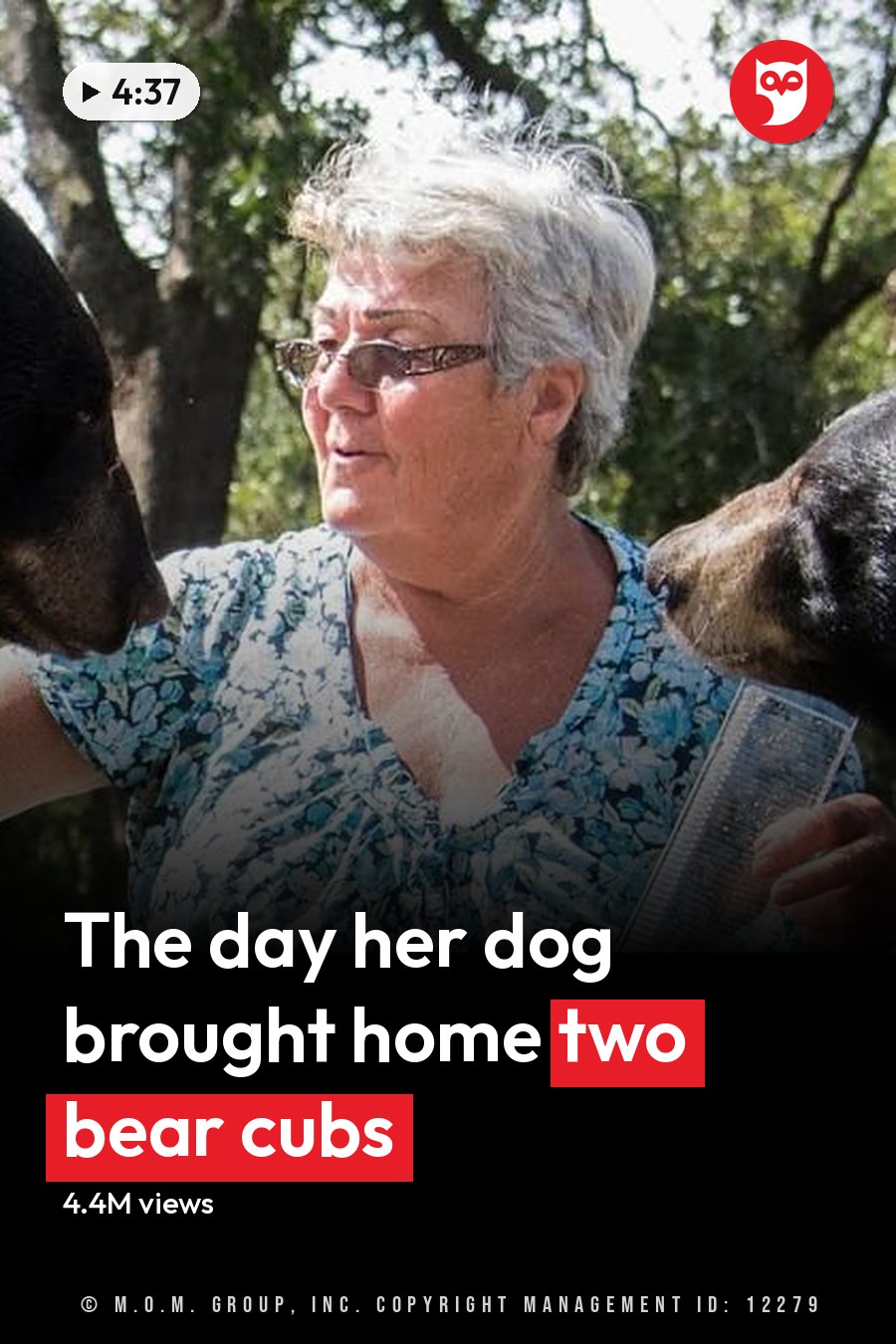A middle-aged to older adult female interacts with two adult black bears in a wooded area, likely during spring or summer. The headline runs in white letters across the lower third.