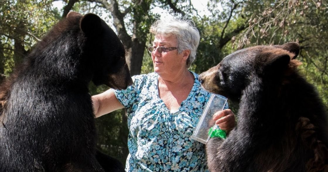 A middle-aged to older adult female interacts with two adult black bears in a wooded area, likely during spring or summer.
