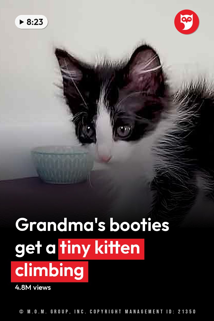A young, black-and-white kitten sits on a purple mat indoors with two bowls nearby. The headline runs in white letters across the lower third.
