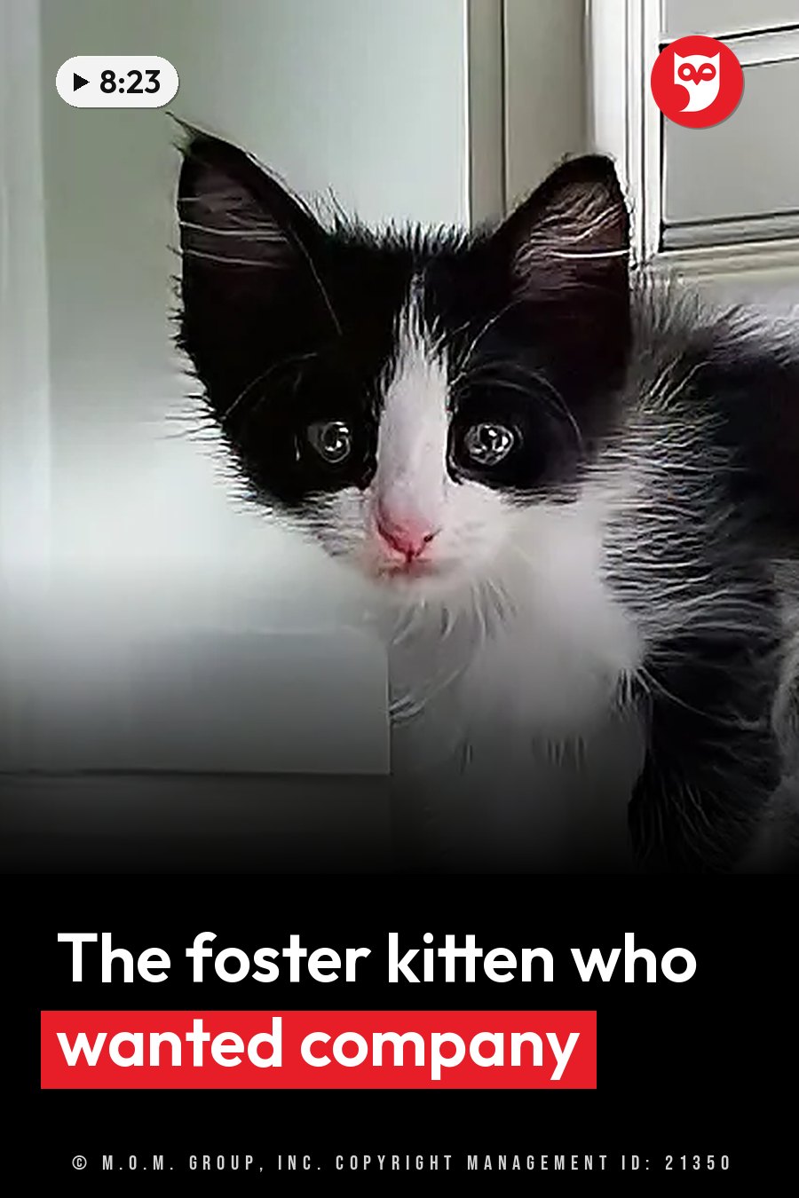 A black-and-white kitten with large eyes looks straight ahead, the fur near his ears slightly ruffled. A headline runs in white letters across the lower third.