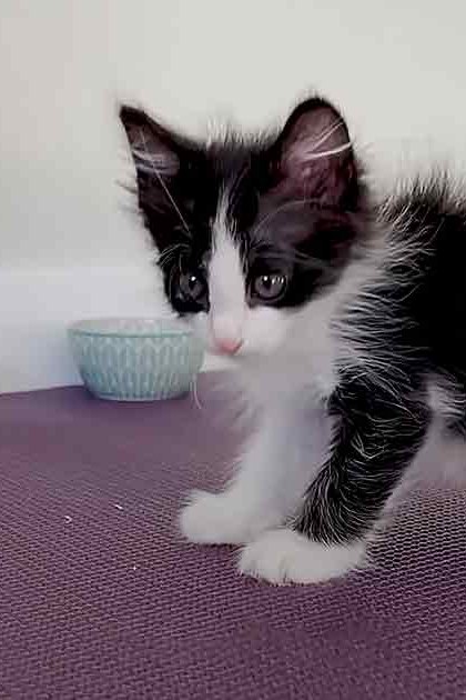 A young, black-and-white kitten sits on a purple mat indoors with two bowls nearby.