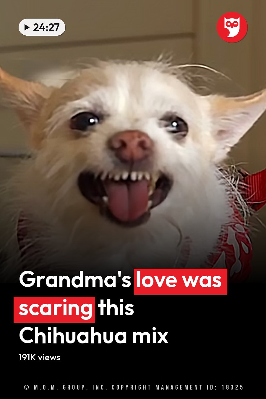 A small white Chihuahua or similar breed with light brown markings, wearing a red bandana with white bone patterns, indoors on a neutral-colored wall during daytime. The headline runs in white letters across the lower third.
