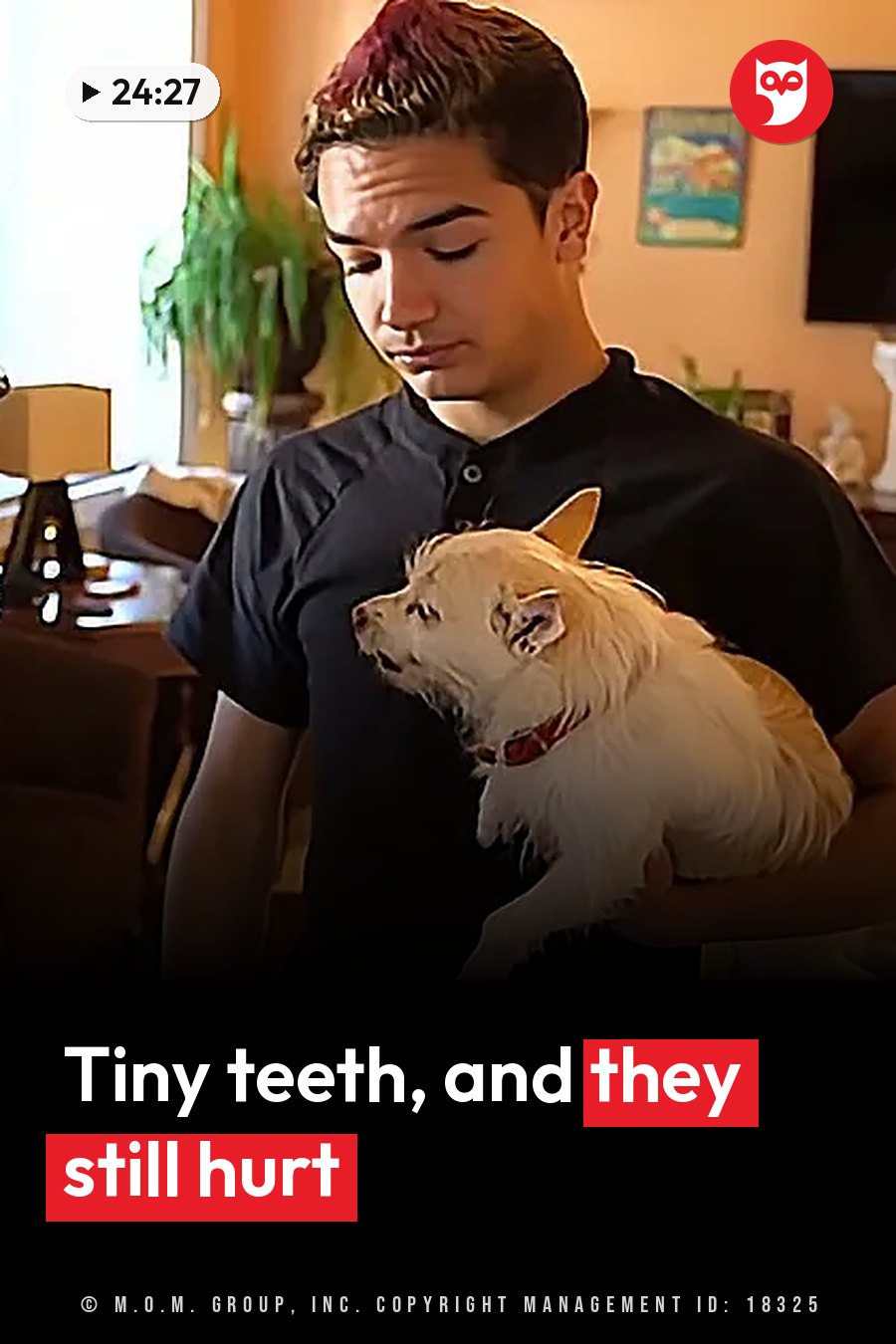 A person holds a small white dog with a red collar indoors near furniture and plants. A headline runs in white letters across the lower third.