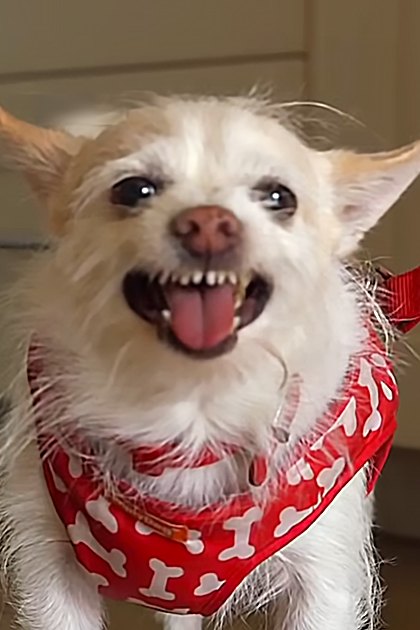 A small white Chihuahua or similar breed with light brown markings, wearing a red bandana with white bone patterns, indoors on a neutral-colored wall during daytime.