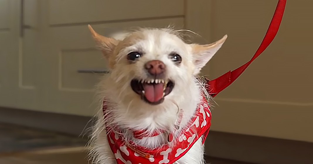 A small white Chihuahua or similar breed with light brown markings, wearing a red bandana with white bone patterns, indoors on a neutral-colored wall during daytime.