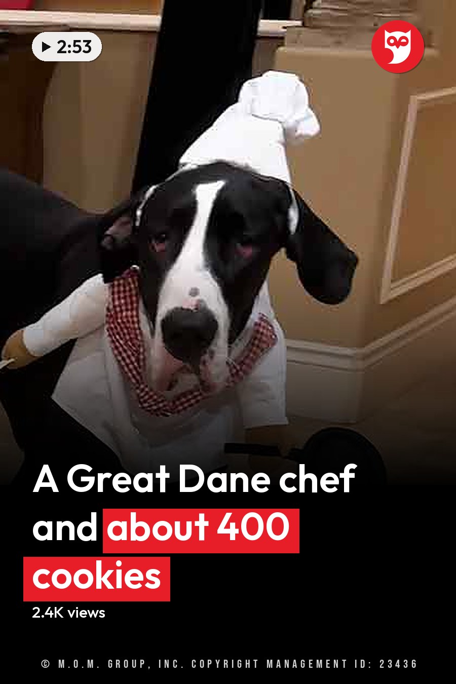 A black and white Great Dane dressed as a chef in an indoor home environment with warm lighting. The headline runs in white letters across the lower third.